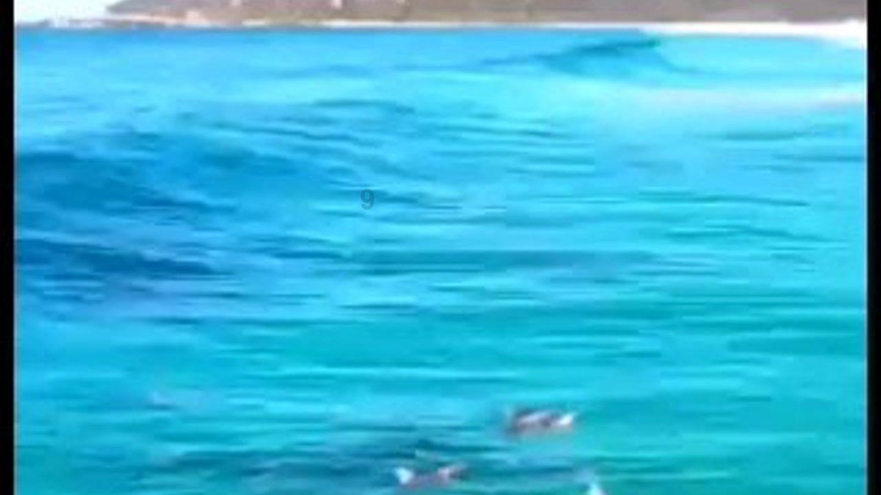 沃尔科特：如果霍奇森离队的话，格拉汉姆-波特是个不错的选择